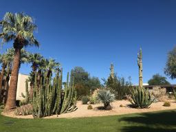 Sonoma cactus garden (ours)